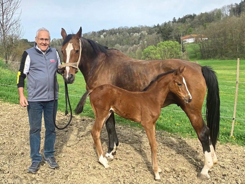 Der Tierarzt mit dem fünfwöchigen Stutfohlen „Supergirl“ und seiner Mama. (Bild: Christian Schulter)
