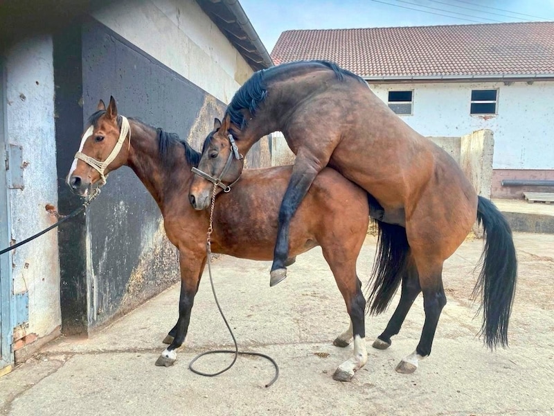 „Lord Perry“, der Elitehengst 2023, und Stute „Scarlett“ bei der schönsten Nebensache der Welt. (Bild: Christian Schulter)