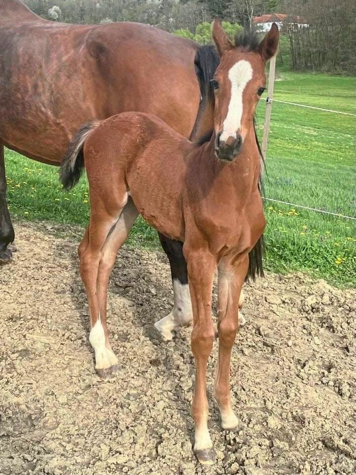 The little one is doing well and curiously exploring the world. (Bild: Christian Schulter)