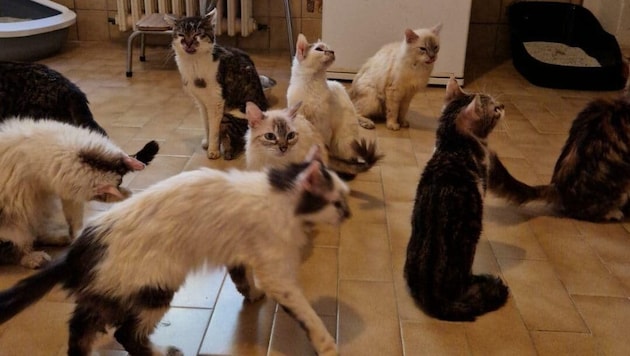 A macskák az ARPA állatvédő szervezet gondozásába kerültek. (Bild: ARPA)