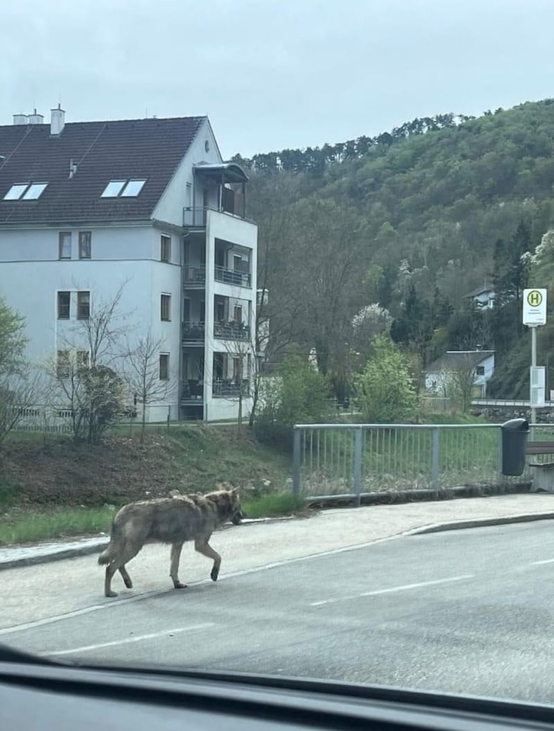 Dieses Foto kursierte Mittwochabend im Netz. Das Tier spazierte auf einer Straße in Rehberg. (Bild: privat)