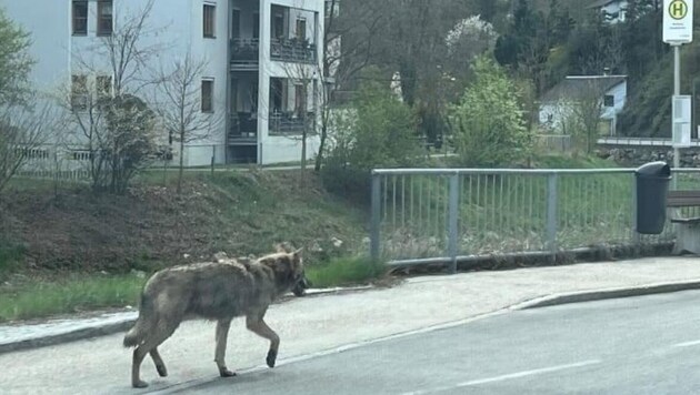 Wolves are increasingly venturing into settlements (symbolic image) (Bild: privat)