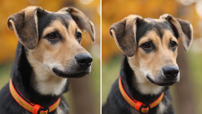 Sweet mouse finally wants a nice home!