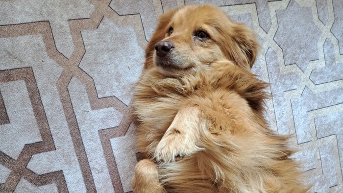 Who wants to cuddle my tummy?