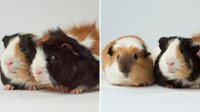 Who can resist these beady eyes?