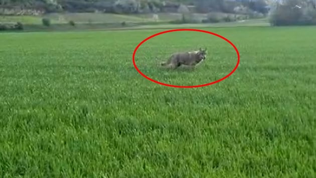 The wolf was already spotted on Tuesday in a field on the Wagram. (Bild: zVg)