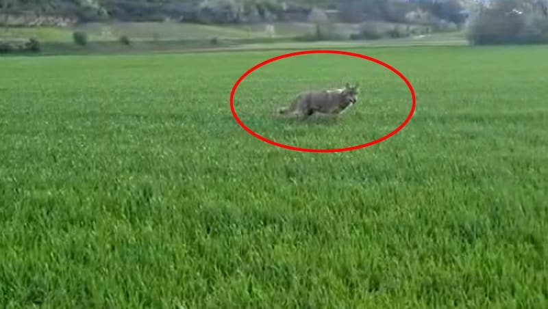 Der Wolf wurde bereits am Dienstag auf einem Feldrevier am Wagram gesichtet. (Bild: zVg)