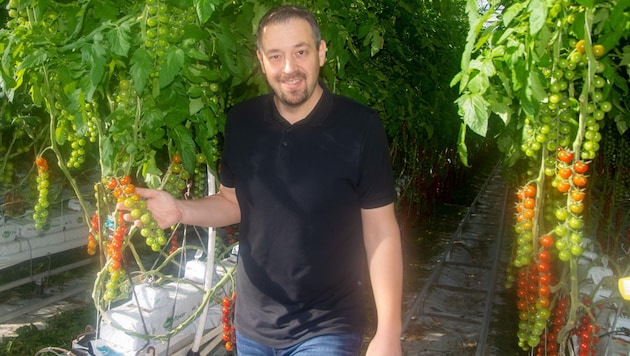 Lukas Sattler from Tadten with his cocktail tomatoes. They have been harvested since Holy Week. (Bild: Charlotte Titz)