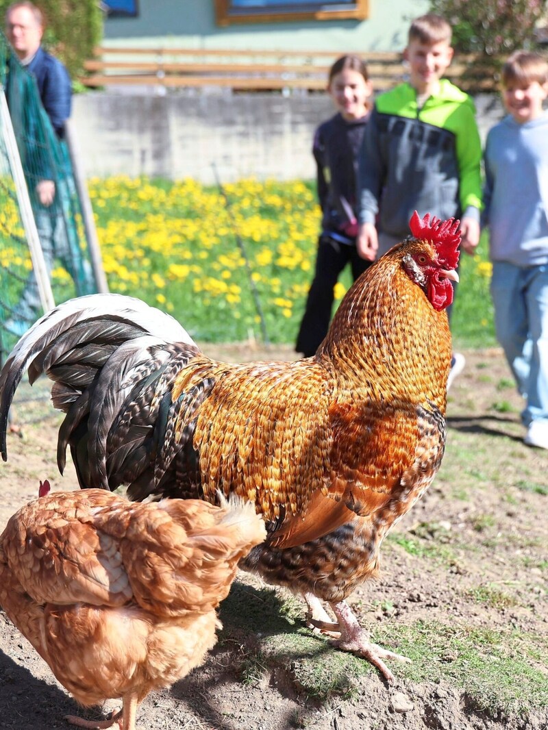 Die Hühner sind stets einer der Anziehungspunkte. (Bild: Christof Birbaumer)