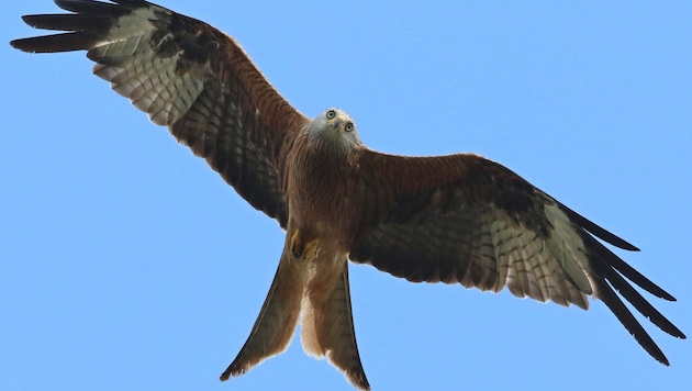 Der Rotmilan – nur eine vieler Arten in „Tabugebiet“ für Windkraft: Schutzorganisation BirdLife wird sich im Umweltverträglichkeitsverfahren gegen Projekt Dürnkrut IV einbringen. (Bild: Matthias Schmidt)