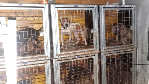 In addition to torturously kept dogs, investigators also found weapons, drugs and counterfeit money during a raid. Animal rights activists took care of the four-legged friends. (Bild: Tierparadies Schabenreith/Hofner)