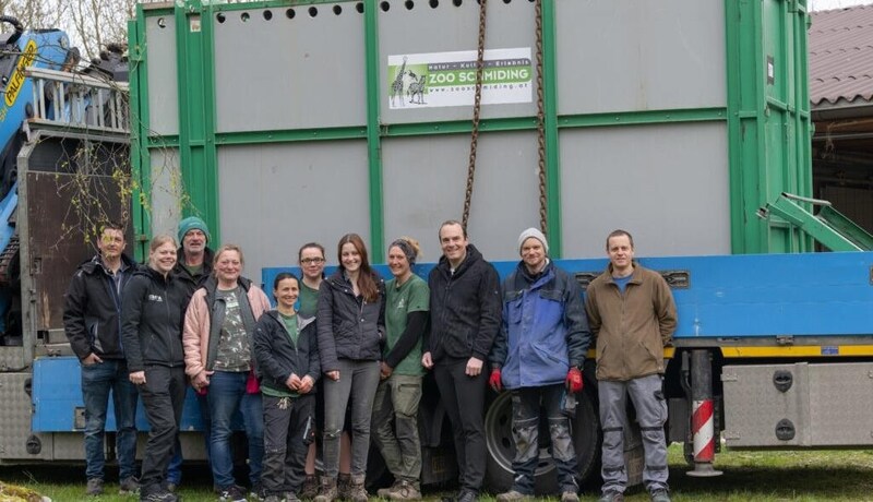 Das Team des Zoo Schmiding trainierte mit dem Nashorn wochenlang das Einsteigen (Bild: Zoo Schmiding/Peter Sterns)