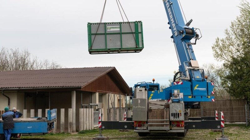 „Malou“  wurde im Container mit dem Kran auf ein Fahrzeug gehievt (Bild: Zoo Schmiding/Peter Sterns)