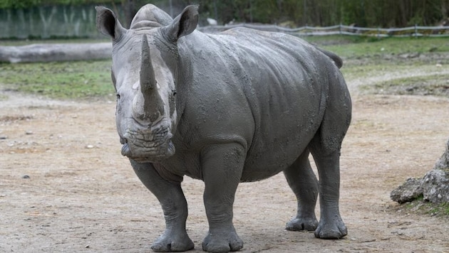 "Malou" is a four-year-old rhino that was born in Upper Austria and has now been moved to the south of France. The reason for the action is species protection. (Bild: Zoo Schmiding/Peter Sterns)