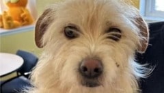 Die seit Juli verschwundene Terrier-Mischlingshündin „Mishka“ bewältigte auf ihrer monatelangen Reise fast 4000 Kilometer – wie, bleibt ihr Geheimnis. (Bild: Grosse Pointe Animal Adoption Society, Facebook)