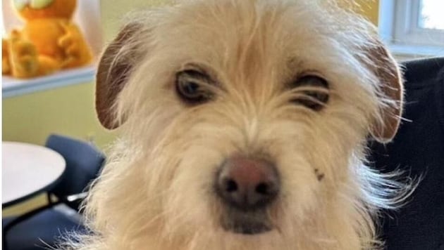 Die seit Juli verschwundene Terrier-Mischlingshündin „Mishka“ bewältigte auf ihrer monatelangen Reise fast 4000 Kilometer – wie, bleibt ihr Geheimnis. (Bild: Grosse Pointe Animal Adoption Society, Facebook)