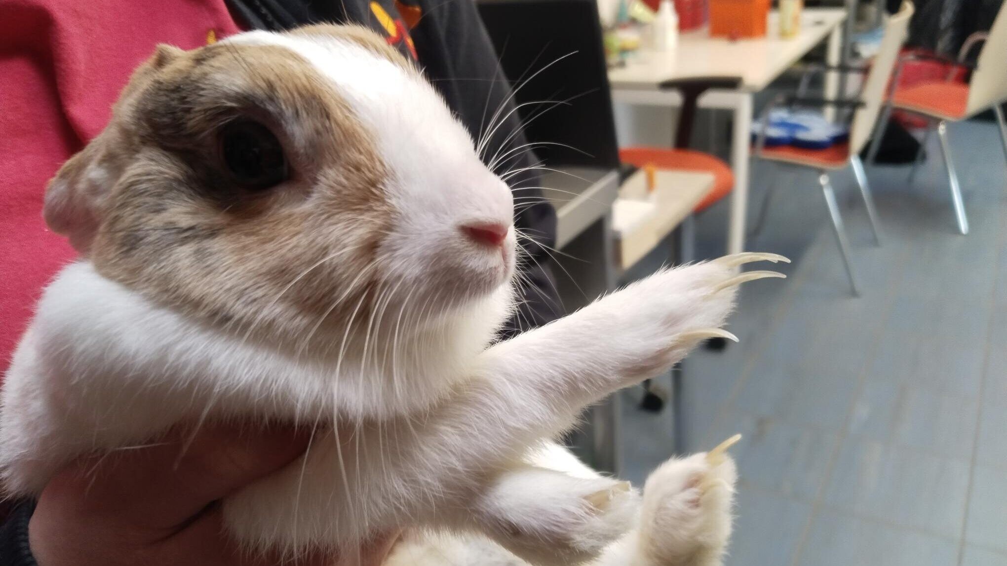In Donaustadt, rabbits were found whose claw length indicated that they had been neglected for months. (Bild: TierQuarTier Wien)