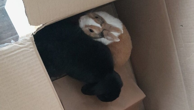 Die Schachtel mit den Kaninchen wurde in der Donaustadt in einem Müllraum deponiert. (Bild: TierQuarTier Wien)