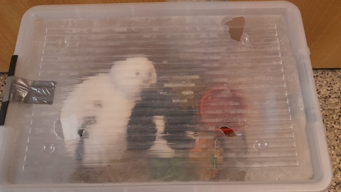 In der Landstraße fand man Tiere in einer verklebten Box.