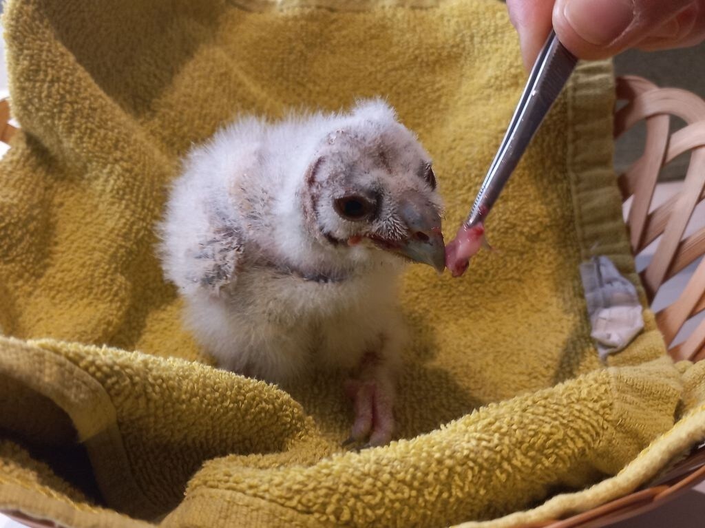 The chick is already accepting food at the Haringsee bird of prey station. (Bild: © FOUR PAWS)