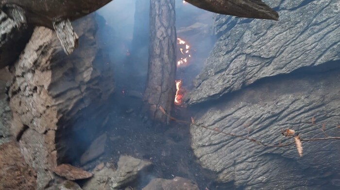 A tree was on fire at Hoher Stein near Krems - a major forest fire was prevented.