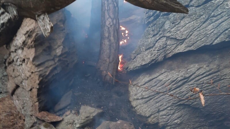 Am Hohen Stein bei Krems brannte ein Baum – ein großer Wald- brand wurde verhindert. (Bild: FF Rossatz)