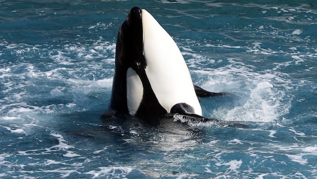 An orca at Marineland Antibes during a show. The marine mammals in captivity often suffer greatly. (Bild: AFP)