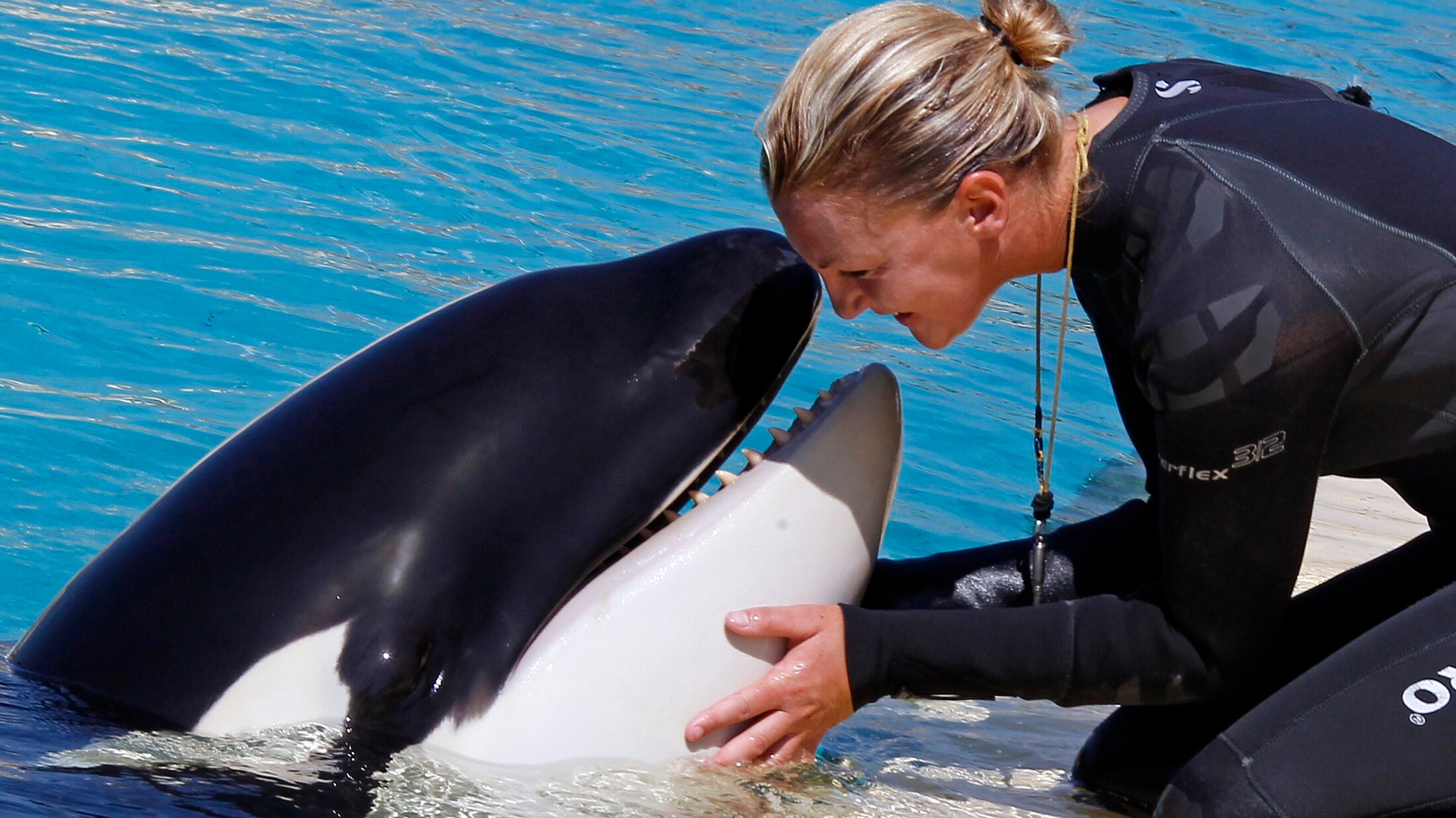 A "Moana" nevű gyilkos bálna néhány hónappal ezelőtt vérmérgezésben pusztult el. Állatvédők korábban aggodalmukat fejezték ki a hím egészségi állapota miatt. (Bild: REUTERS)