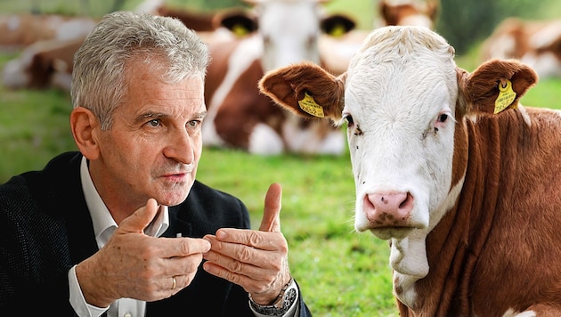 „Die jungen Konsumenten sehen Tierhaltung und Fütterung der Kühe kritischer als frühere Generationen“, sagt Josef Braunshofer. (Bild: Daniel Scharinger, Markus Wenzel, Krone KREATIV)