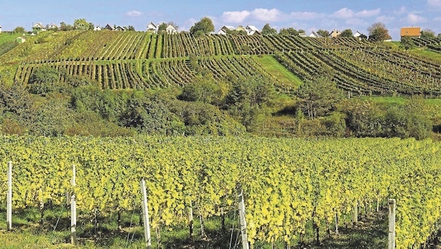 Vielen Weingärten im Naturpark Weinidylle drohte 2021 die Rodung. 