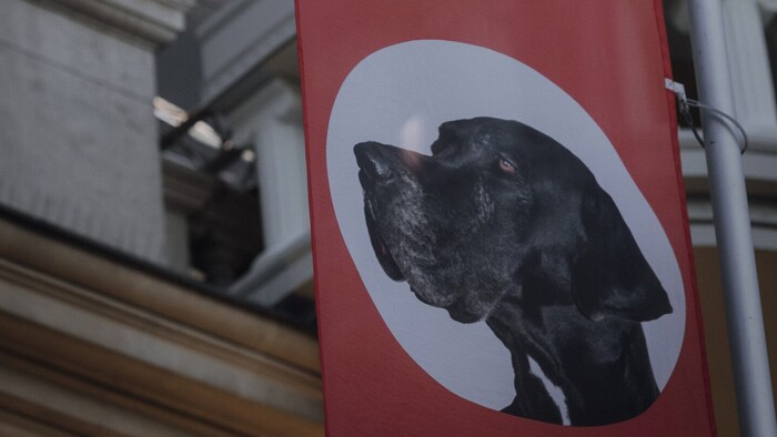 The 71-year-old performance artist Flatz once called his dog "Hitler" - the four-legged friend ...