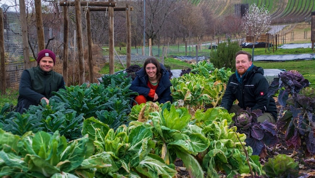 Paul Reiner, Clara Heinrich and Chris Weinert grow radishes, cabbage, salads and much, much more. (Bild: Charlotte Titz)