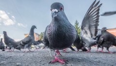 50.000 bis 60.000 Stadttauben leben derzeit in Wien (Symbolbild).