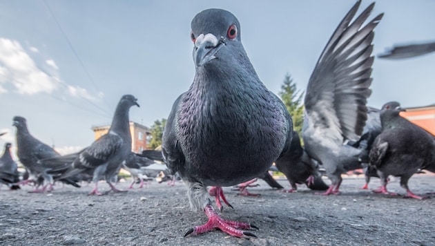 50.000 bis 60.000 Stadttauben leben derzeit in Wien (Symbolbild).