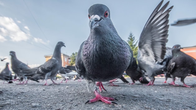 50.000 bis 60.000 Stadttauben leben derzeit in Wien (Symbolbild). (Bild: rostyle - stock.adobe.com)