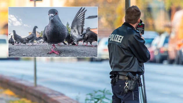 Eine Taube entpuppte sich als „Verkehrssünder“, musste jedoch nicht „blechen“. (Bild: powell83/rostyle, stock.adobe.com, Krone KREATIV)