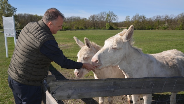 Joe Gelbmann bringt den weißen Eseldamen Karotten und Streicheleinheiten. (Bild: Charlotte Titz)