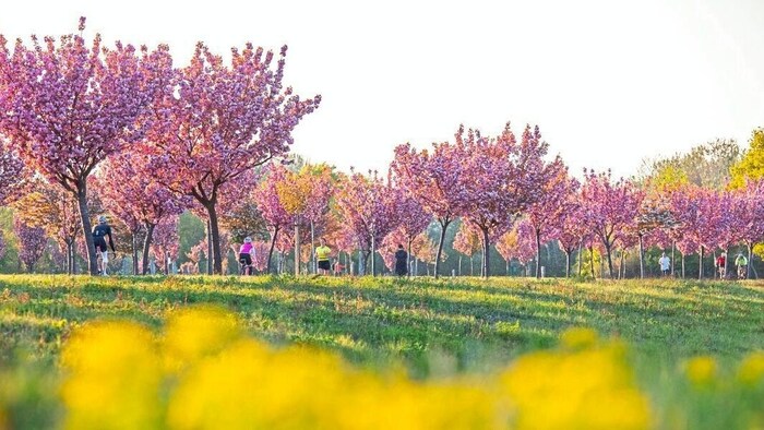 The cherry blossoms are currently in full bloom