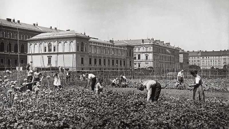 Gemüsegarten hinter der Karl-Franzens-Universität, um 1900 (Bild: Stadtarchiv Graz)