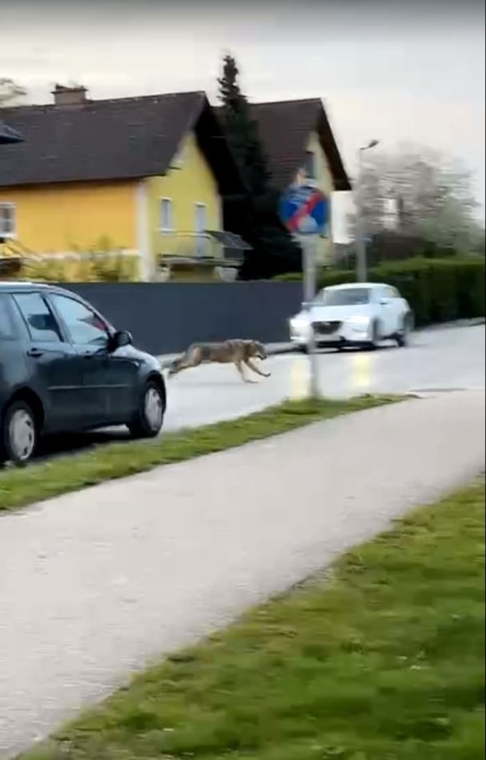 Der Wolf hechtete in St. Georgen an der Gusen über die Straße. 