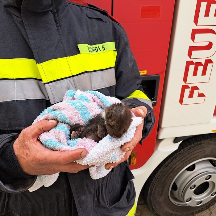 Das Zwerglein wurde in die Obhut von Tierärztin Claudia Herka übergeben.