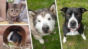 Eine zweite Chance wünschen sich diese Tiere.