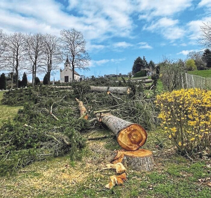 A number of conifers were recently felled in the Catholic cemetery in Oberwart.