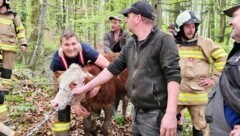 Dem Kalb geht es gut, es konnte unverletzt eingefangen werden.  (Bild: FF Nußdorf)