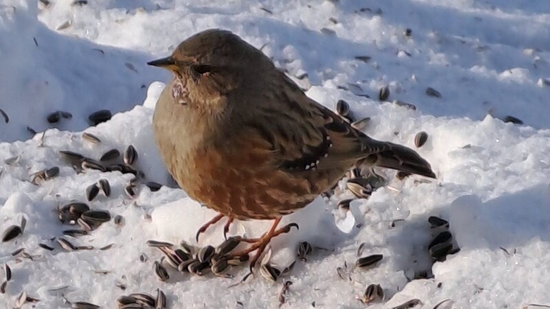 The alpine accentor. (Bild: Bergauer)