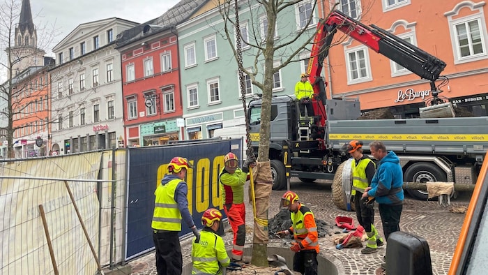 Dienstag wurden zwei Eichen auf dem Hauptplatz gepflanzt.