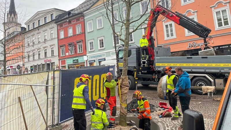 Dienstag wurden zwei Eichen auf dem Hauptplatz gepflanzt. (Bild: Katrin Fister)