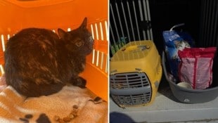 Die verschreckte Katze wird nun im TiKo Klagenfurt versorgt. (Bild: TiKo Klagenfurt)