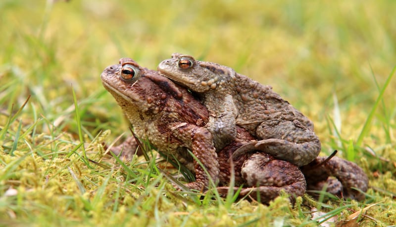 Erdkröten suchen einen Laichplatz (Bild: NÖ Museum Betriebs GmbH, Daniel Hinterramskogler)