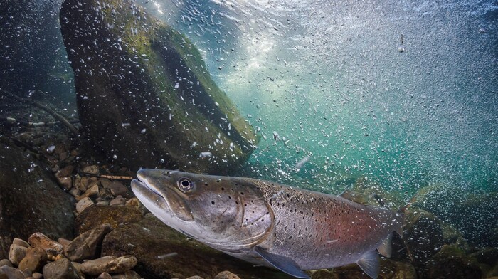 Bewegung zu Wasser: Huchen